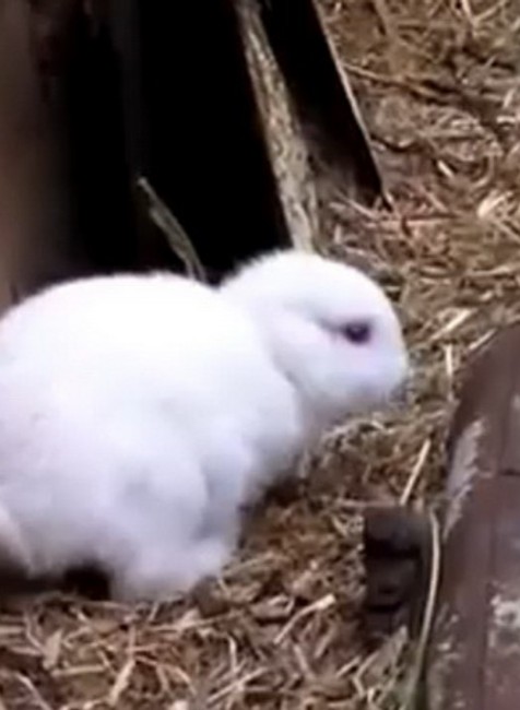 Zajko bez uší, Fukušima strašiak