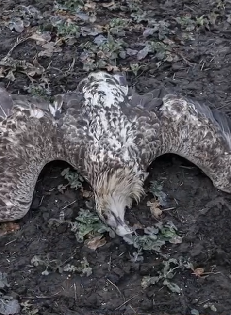 Pytliaci otrávili vzácneho orliaka morského 