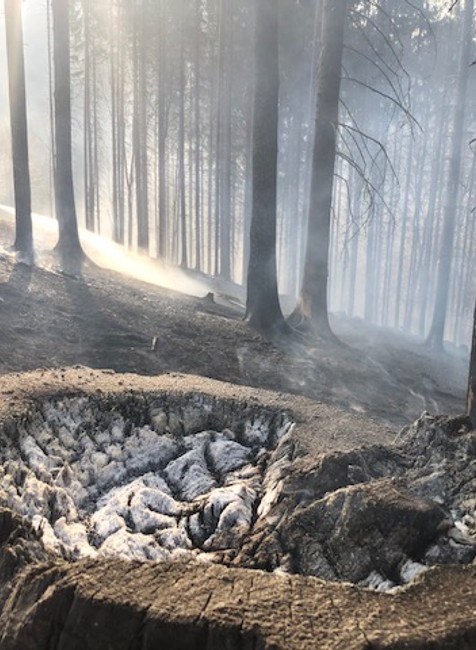 Plamene zachvátili viaceré časti lesa. Hasiči zasahujú na 6 miestach naraz