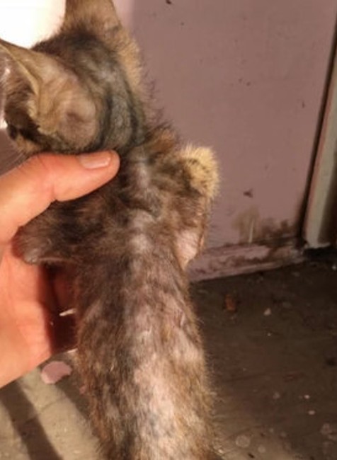 Úrady odobrali dôchodkyni mačky.