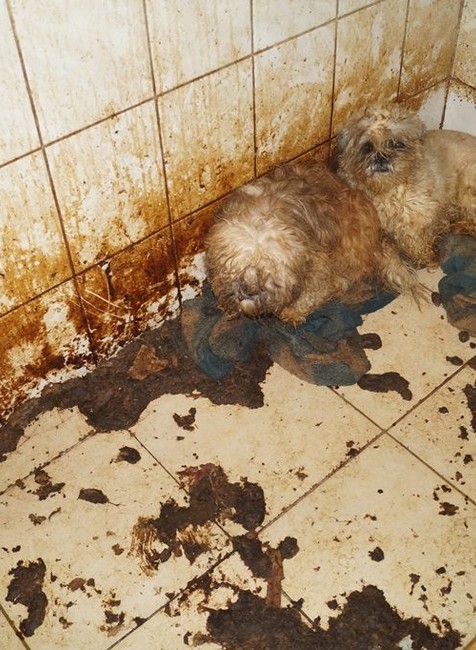 maltezaci vykaly Polsko