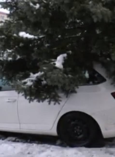 Hasiči zasahovali na sídlisku. Spod padnutého stromu vyťahovali auto