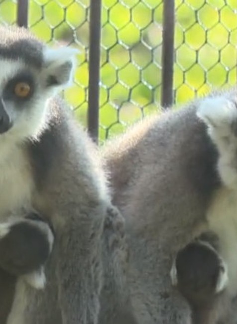 Mláďatá v bratislavskej ZOO