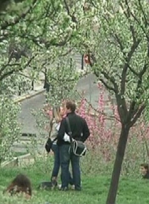 čerešňa prvý máj (1)