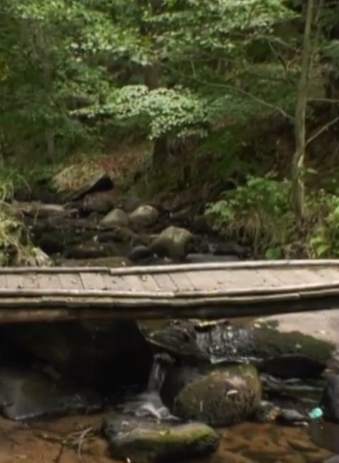 Tisíce rakov uhynuli v oblasti Hriňovej. Príčina je zatiaľ neznáma