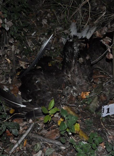 Úhyn dravcov pri Šali