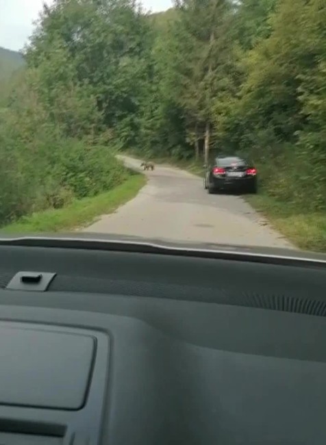 [multi] medvede 1530