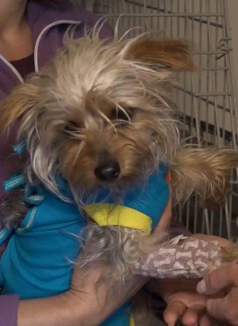 Túlavá svorka napadla psa