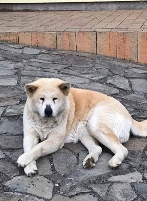 Stratený Akita Inu Vranov nad Topľou 4