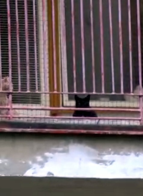 Blíži sa zima. Ak zvieratám nikto nepomôže, skončia na ulici