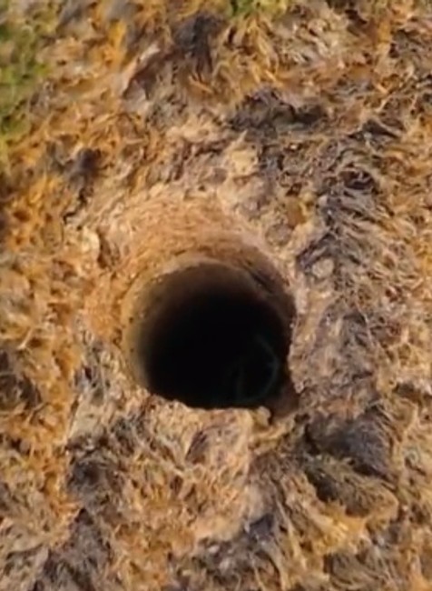 Stromy, ktoré rástli okolo 70 rokov, niekto otrávil. Prípad rieši polícia