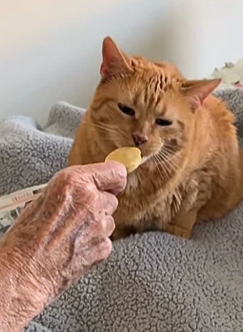 Mačka Almond