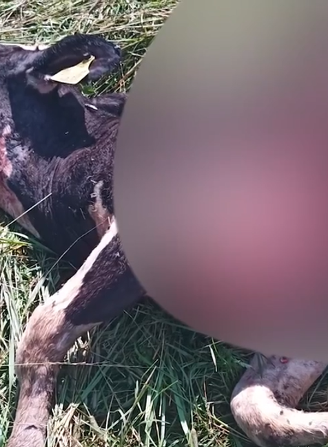 Screenshot 2024-07-11 093418