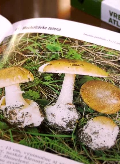 VN Otrava muchotrávkou1067