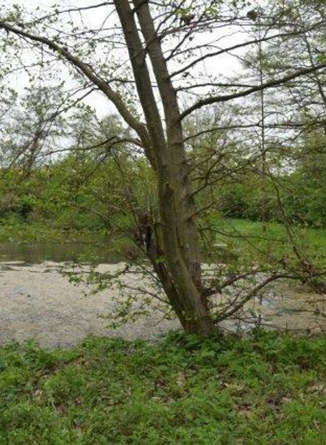 Mŕtve mačky na strome a v tráve pri Trnave. Polícia pre týranie začala konať