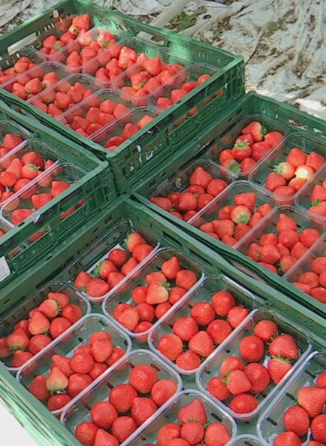 jahody il ovocie (1)