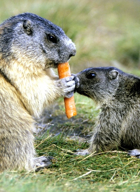 Svište mrkva večera 1