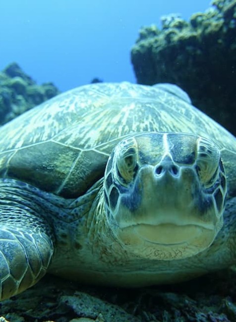 korytnačka, more, Indonézia