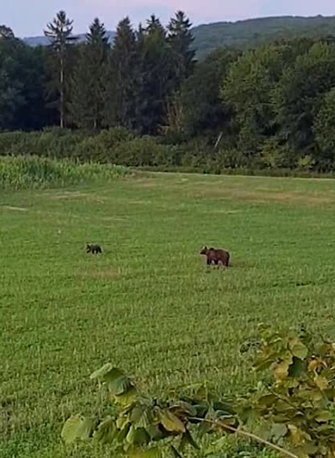 [multi] Premnožené medvede 564