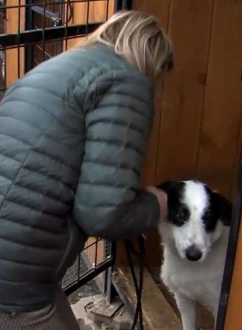 O psíka sa starajú v karanténnej stanici