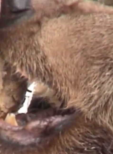 Medvedica bránila mŕtve mláďatá.