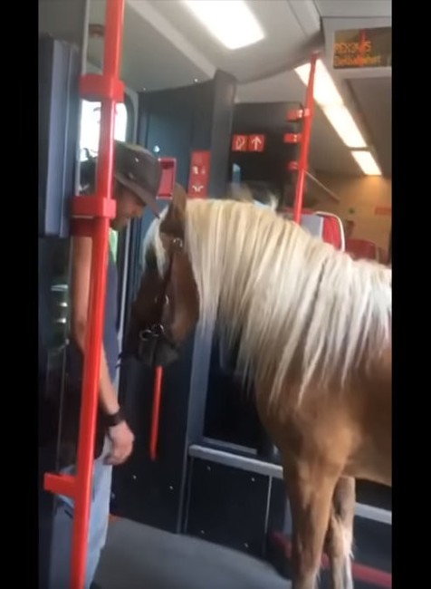 Muž s koňom vo vlaku