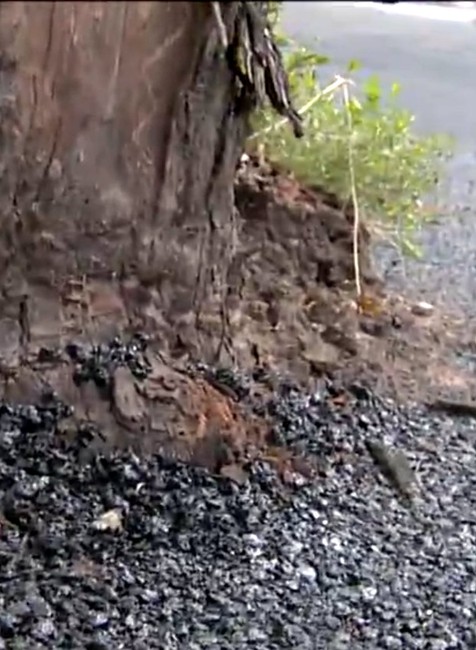 Obyvatelia Martina sú pobúrení. Robotníci uväznili stromy v asfalte