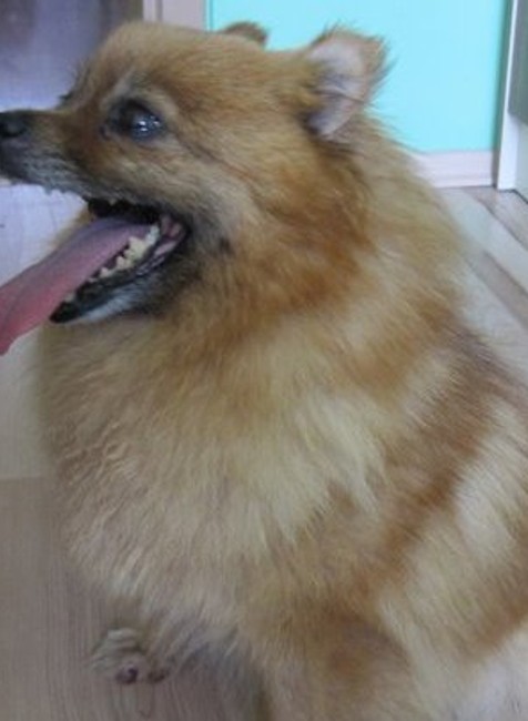 Stratená fenka trpasličieho špica 4