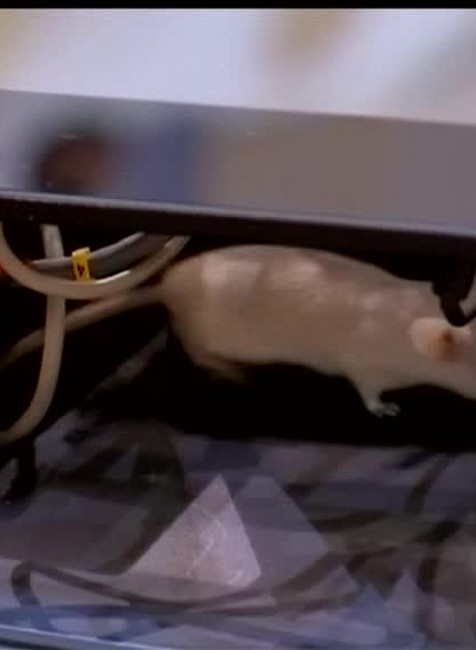 Symbol korupcie a podvodov. Potkany vystrašili zákonodarcov v senáte