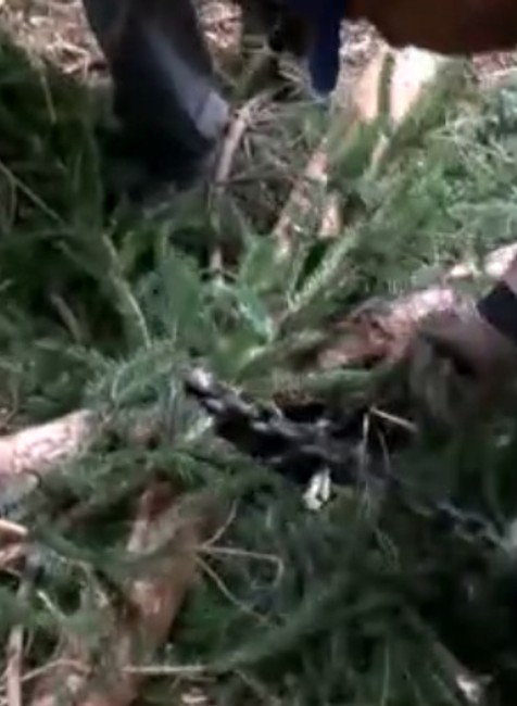 Vďaka polámaným vrcholcom stromov  budú mať desiatky dôchodcov teplo zadarmo