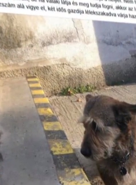 Dôchodcovia už ani neverili, že verného priateľa nájdu. Csöpiho im priniesol na rukách záchranár