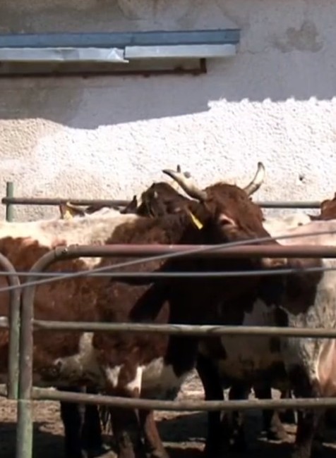 VIDEO: Na Oravu prišla jar. Vedia to aj kravy, ktoré radostne bučia na pastvinách