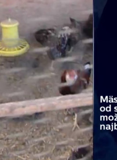 Vtáčej chrípky sa neboja 