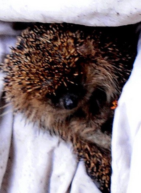 Nezbudská Lúčka  ježko záchrana 4