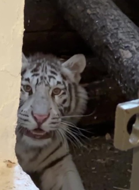 [multi] 042424KNF 86