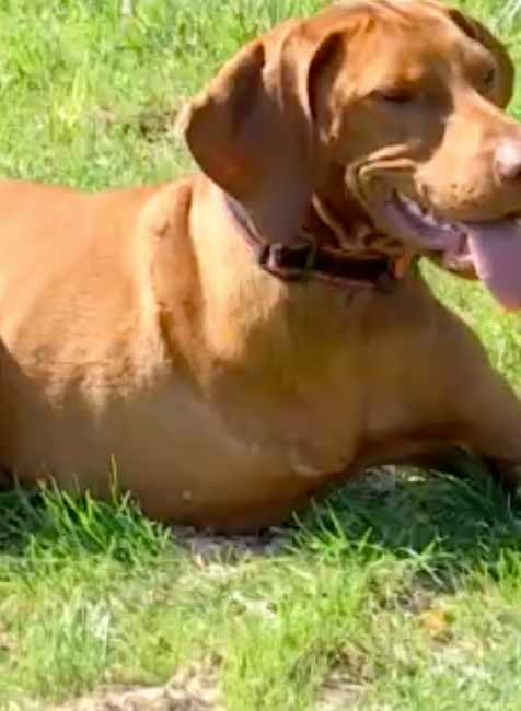 Netradičný psí piknik