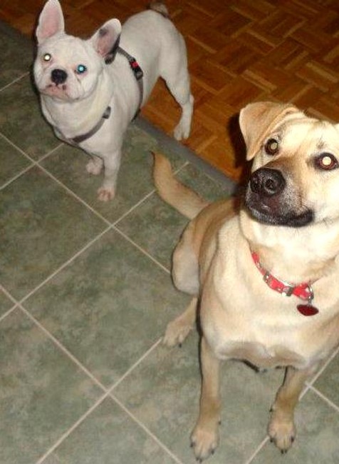 stratený pes Rony Latkovce Trenčín 6