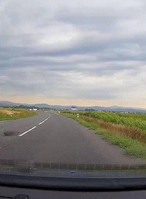 Zviera ťahal za autom