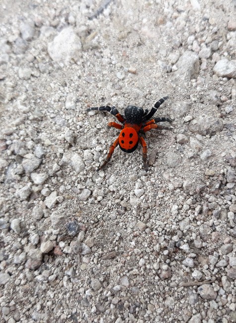 Stepník Červený - objavený na zrúcanine hradu Sivý kameň