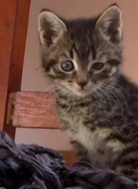 Na sídlisku v Čadci niekto pravdepodobne dokopal malú mačku, nejde o jediný útok na zviera