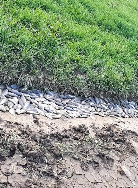 uhyn rýb, Silica1906