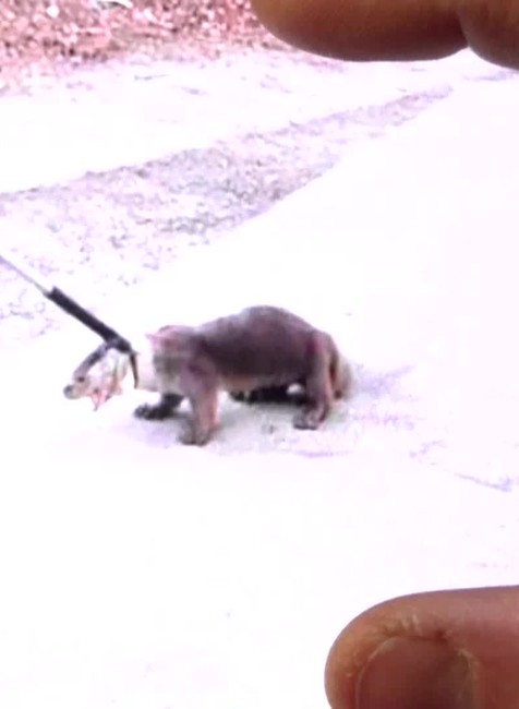 [multi] VSTUP Vydra v obchode. 7085