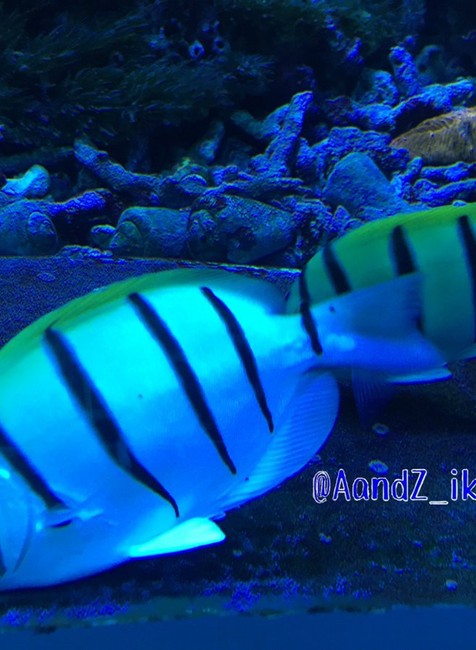 Nebezpečný chirurg Tŕňovec červenomorský