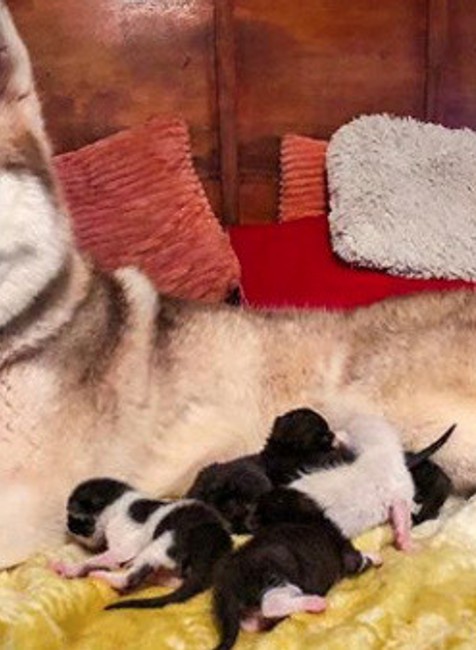 Husky si osvojil sedem mačiat 