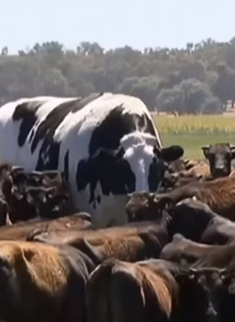 Sociálnou sieťou valcuje súťaž býkov. Toto je Knickers