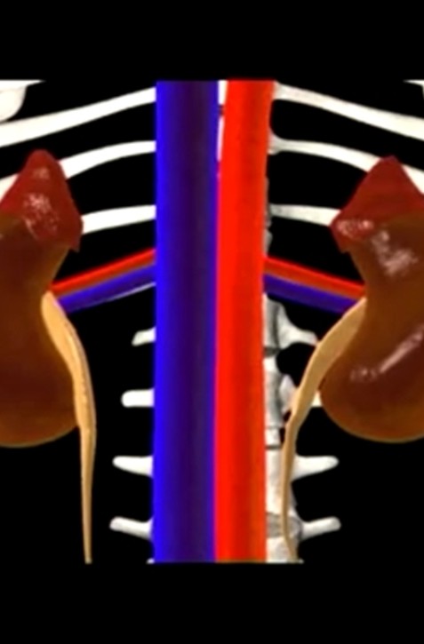 Nefrológ  varuje: 12 vecí, ktoré môžu poškodiť vaše obličky
