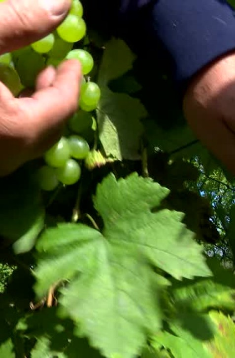 Žilinský záhradkár pestuje 580 odrôd hrozna, niektoré sám vyšľachtil