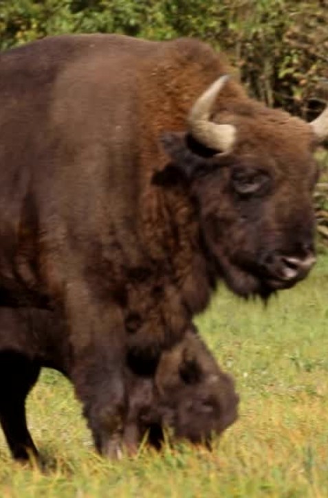 Slovensko sa môže pýšiť vzácnym prírastkom v prírode. V Hosťoviciach máme zubríča