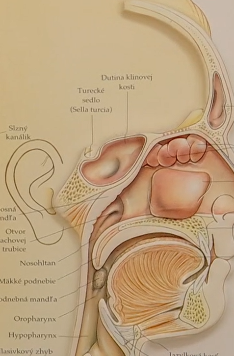 Dusivá jar pre alergikov: Odborníci varujú pred dlhšou a silnejšou sezónou