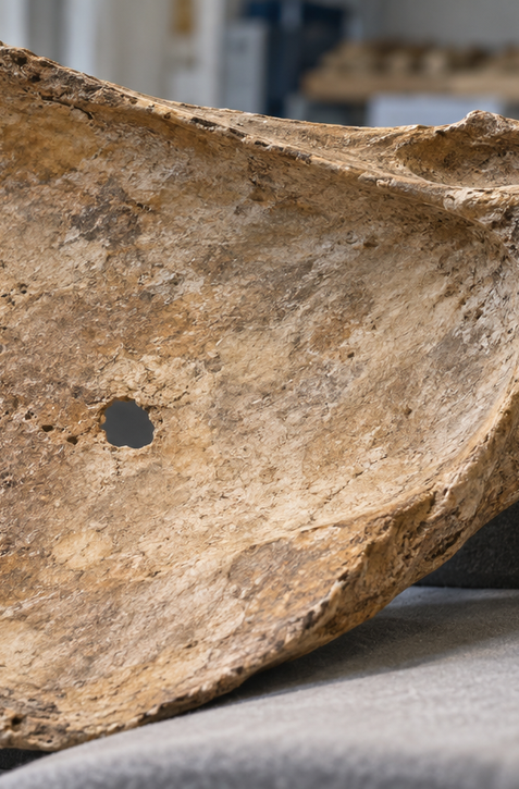 Neandertálca zrejme prebodla kopija pred 75 000 rokmi